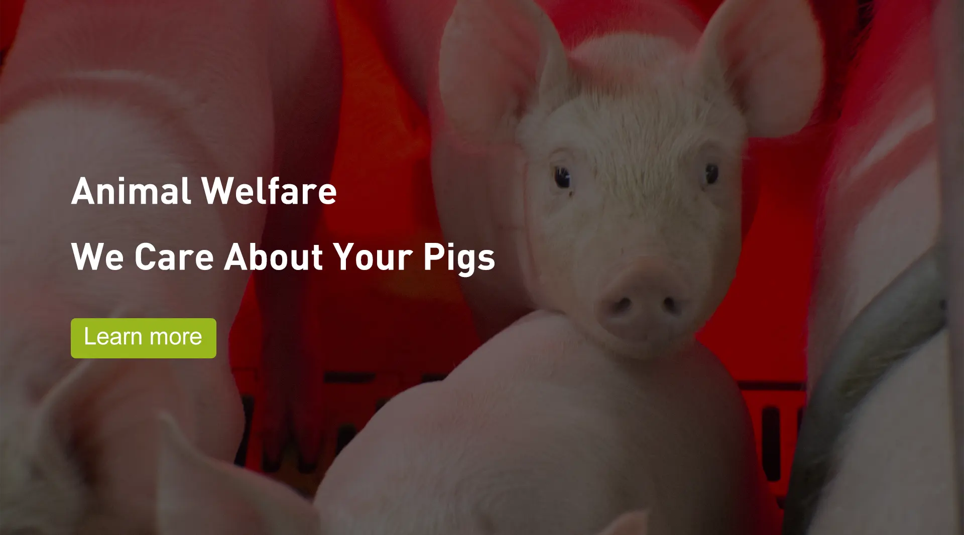 Déantóirí cliathbhoscaí Farrowing Pig Welsafe