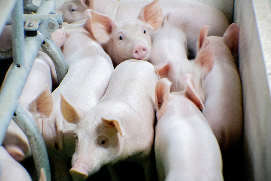 Welsafe Farrowing Crate: Leas Muc a Ardú i mBainistíocht Farrowing