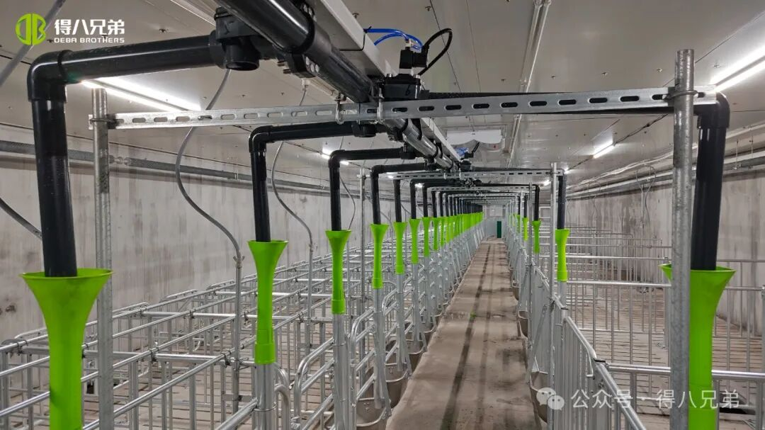 Bonn Taispeána Pórú agus Saothraithe Muc Duibhe Deba Brother Licha - Oibríochtaí Comhtháite 2,000 Cránach, 50,000 Marú Bliantúil, 67,000 méadar cearnach